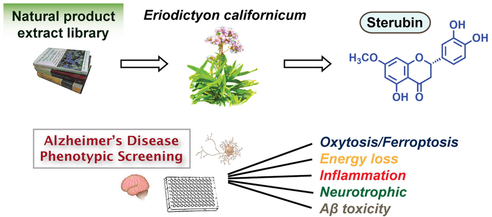 Eriodictyon californicum.