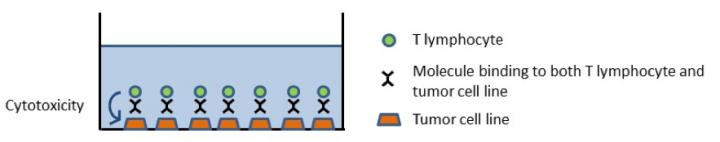 Figure: Method for Measuring T-lymphocyte Activity