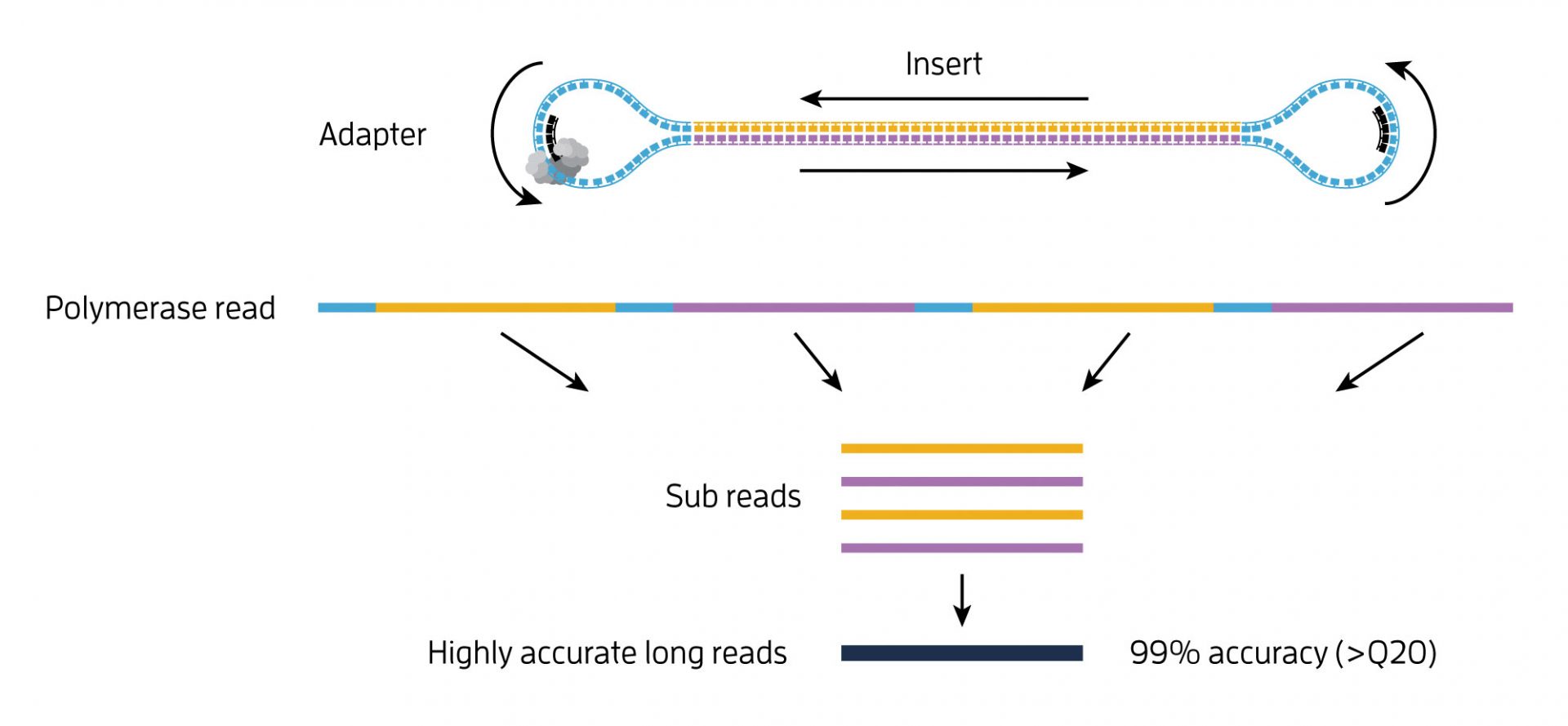 For Confidence in CRISPR Outcomes, Results Must Be Fully Validated