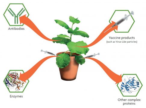 Transient Gene Expression Seeds Plant-Based Bioproduction Systems