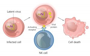 Natural killer cells