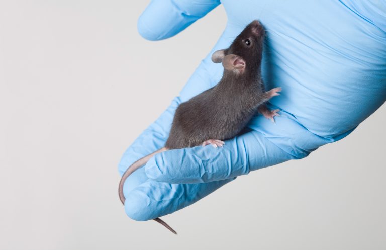 Animal Models for Clinical Advancement