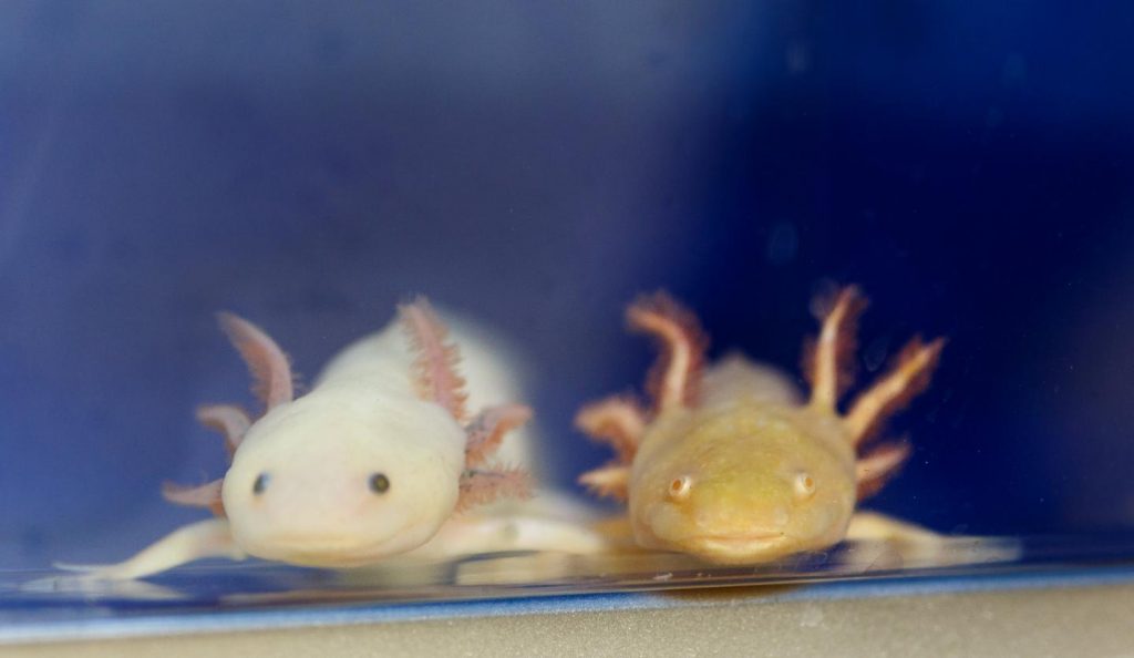 axolotls