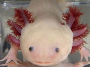 Axolotls