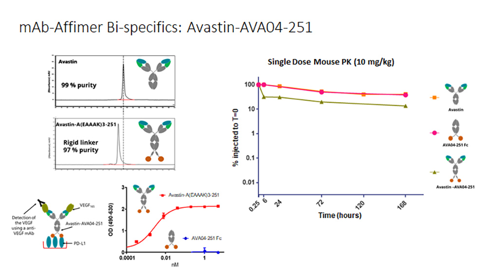 mAb-Affimer Bi-specifics: Avastin-AVA04-251