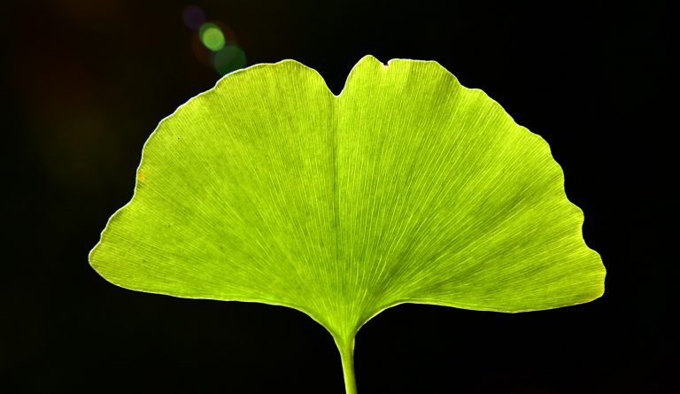 16th Century Ginko Prescription Shows Promise as Antibacterial for Skin