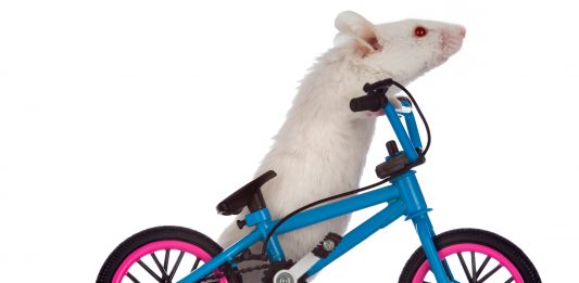 Mouse on an exercise bike