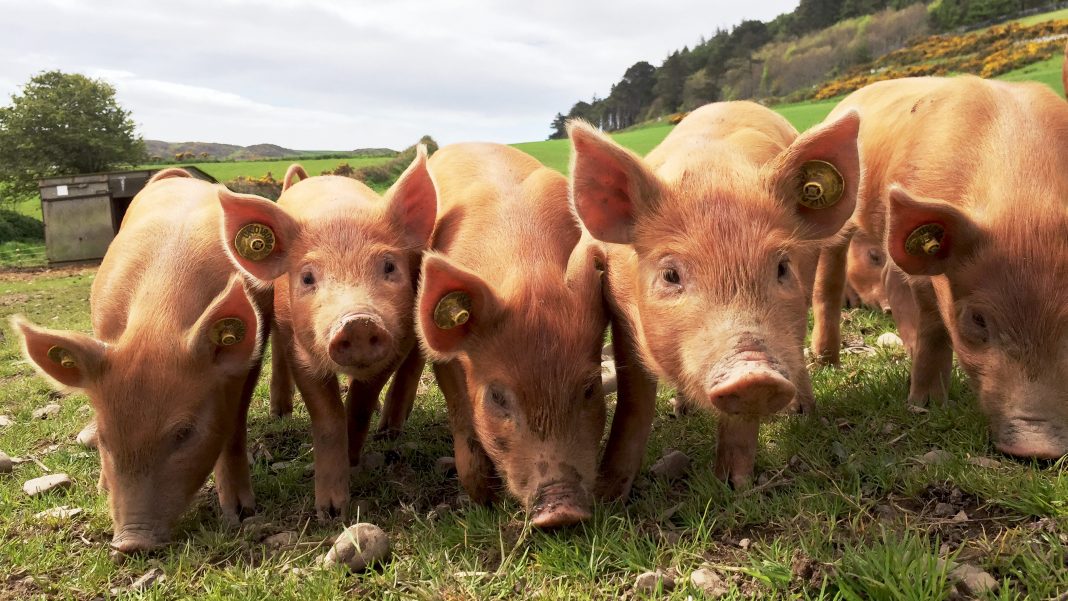 Synchronised piglets in a row