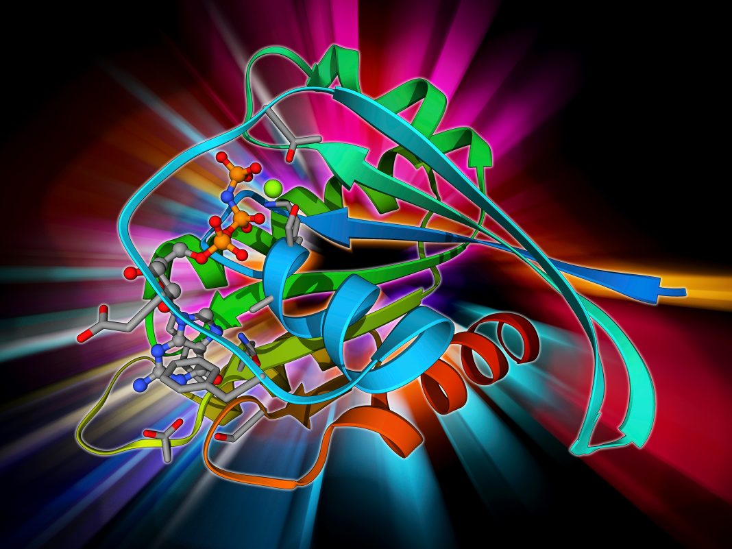 H-Ras p21 oncogene protein