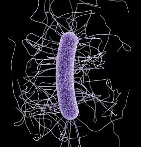 bacterium Clostridium difficile