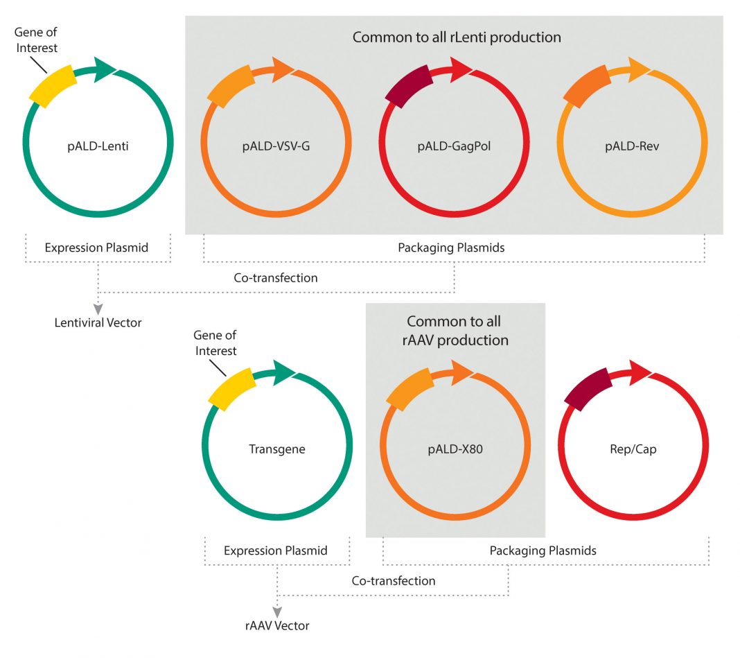 Standardized Plasmid DNA Available On-Demand