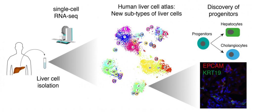 single-Cell RNA Seq Creates Human Liver Cell Atlas – Iran Biotechnology ...