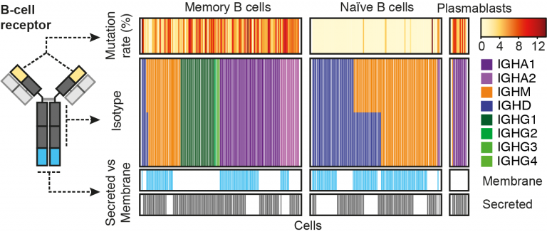 Anticancer Immune Cells Identified Using Antigen Receptor Barcode Tracker