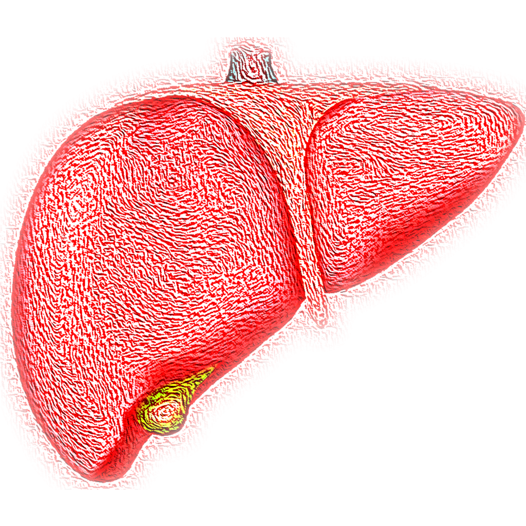 single-cell-rna-seq-creates-human-liver-cell-atlas