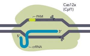 DNA Technologies Assay Tutorial Figure 1
