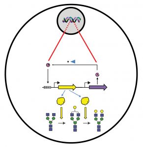genomically integrated synthetic biology toolkit diagram