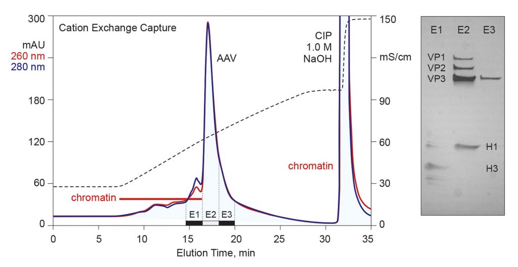 Figure 2. Cation-exchange capture of AAV from chromatin-extracted lysate 