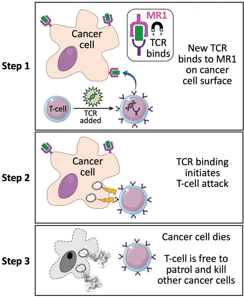 skeleton-key-t-cell-receptor-works-across-multiple-cancer-types