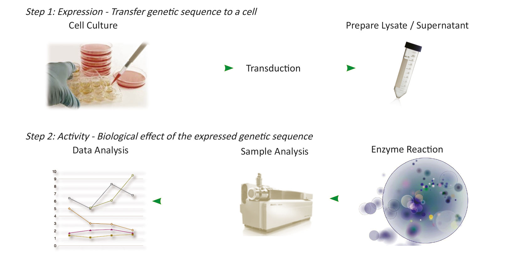 Potency Assays For Cell And Gene Therapy