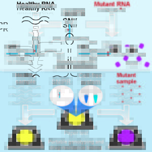 SNIPRs are RNA-based structures