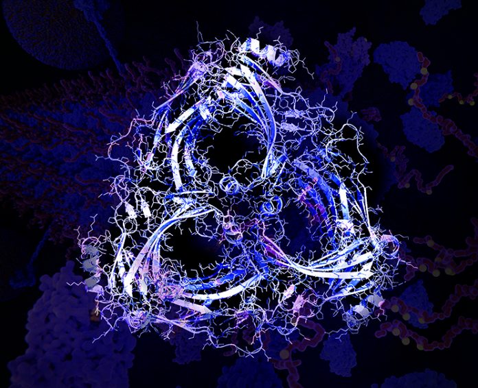 beta-arrestin-2 oligomer