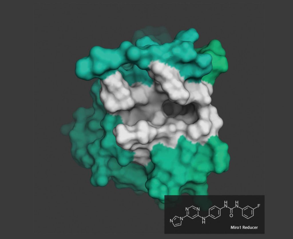 MIRO1 Protein Structure