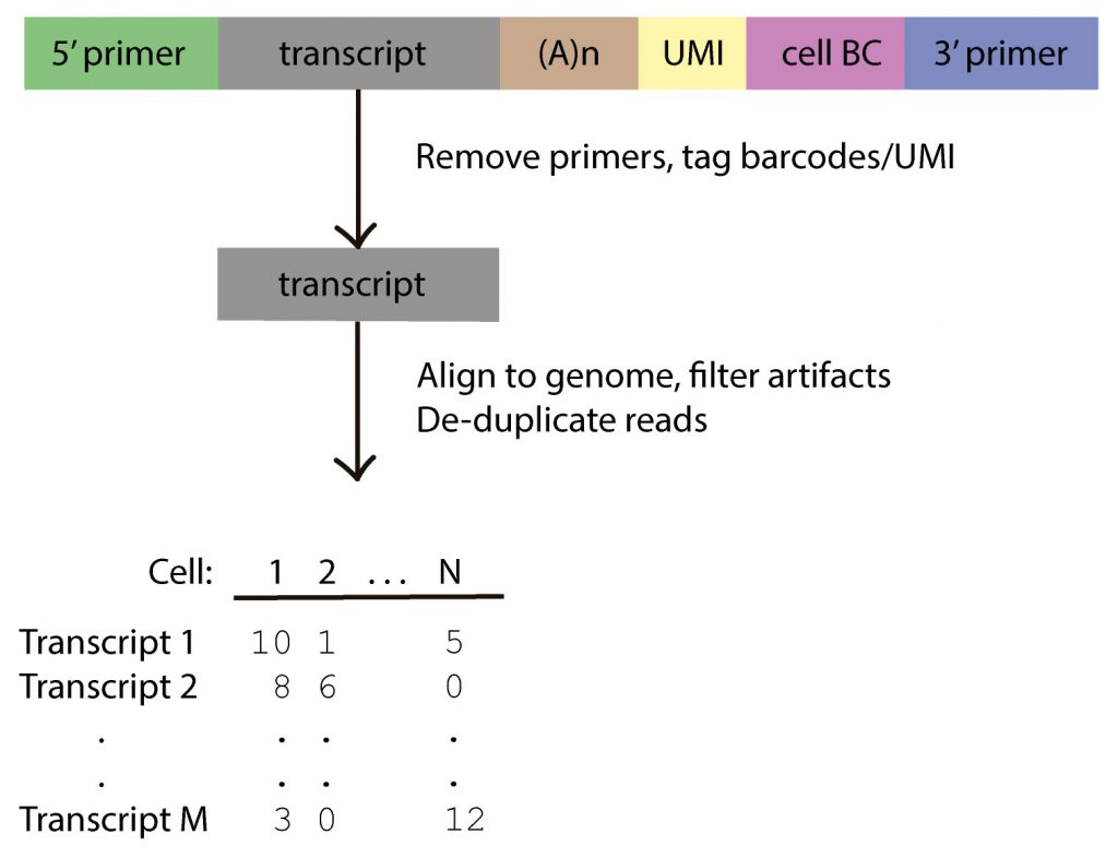 Bioinformatics workflow for single-cell Iso-Seq