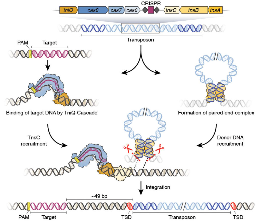CRISPR integrase system illustration