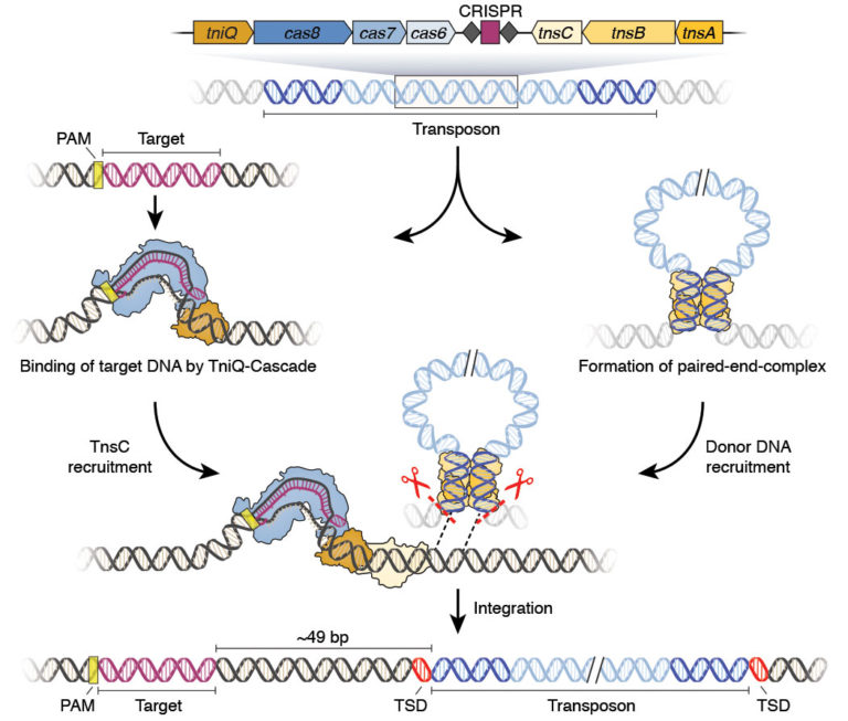 Expanding the CRISPR Toolbox