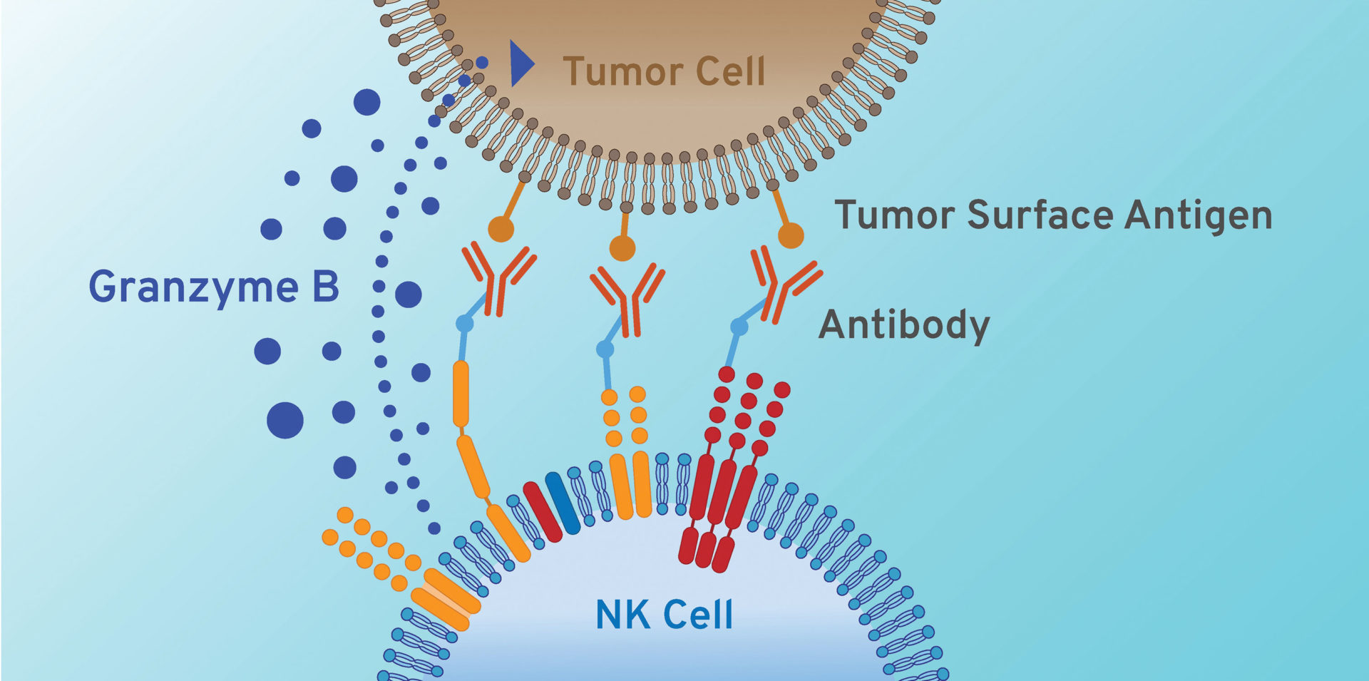 Cell-Based Immunotherapies Do Battle With Solid Tumors