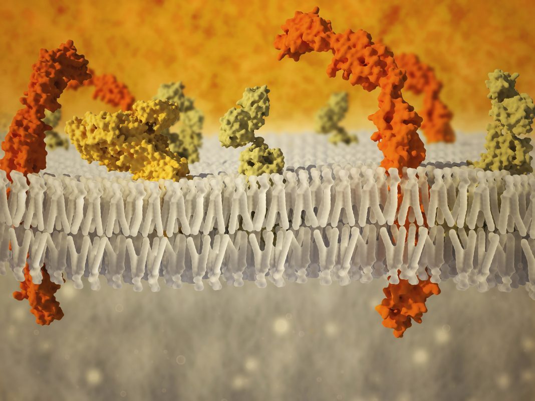 Phospholipid bilayer of the cell membrane. Computer graphic showing the phospholipid bilayer that forms the membrane around all living cells