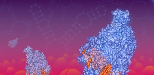 CRISPR-Cas13 enzymes travelling along RNA