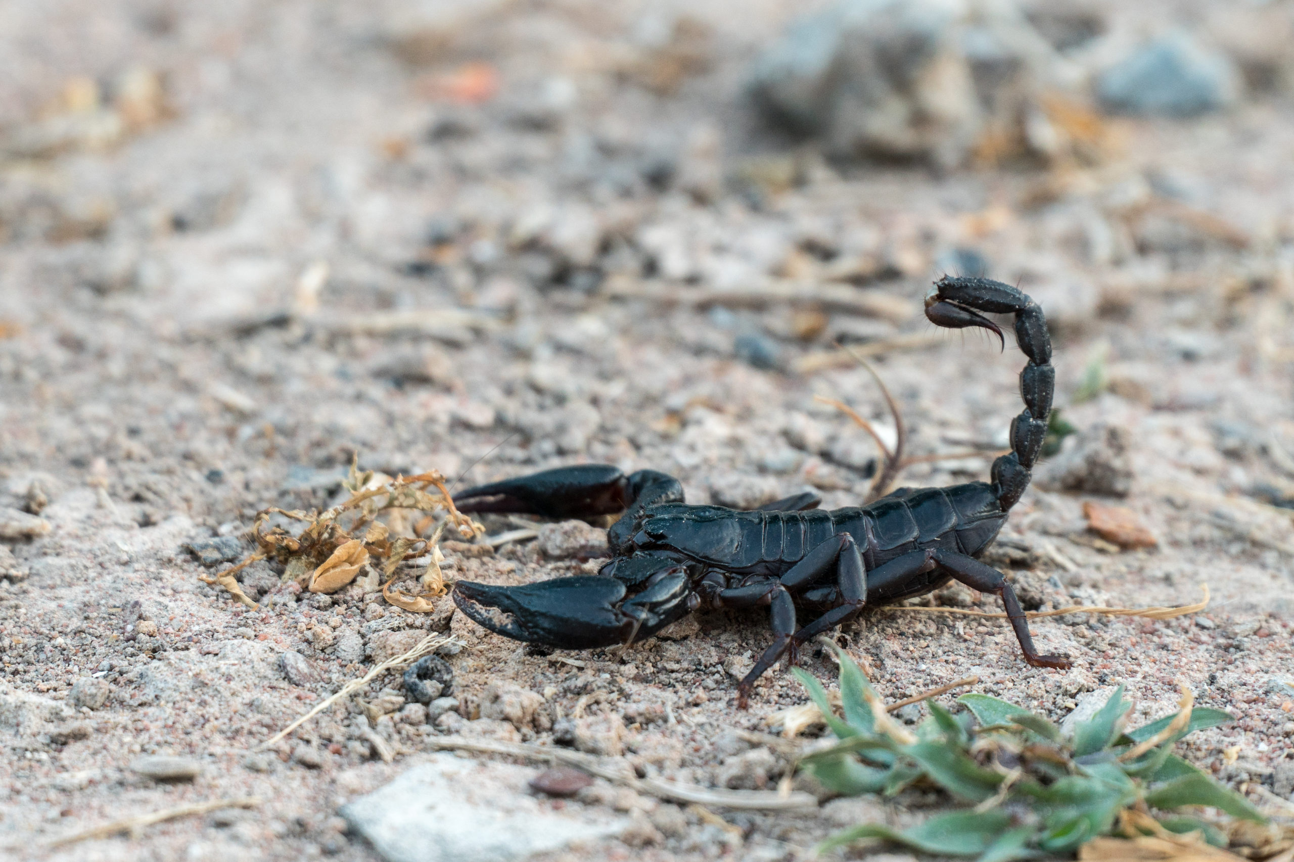 Scorpion venom yields novel alkaloid