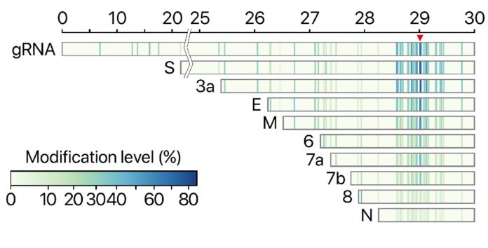 Coronavirus Genomic And Subgenomic RNA Architecture Mapped