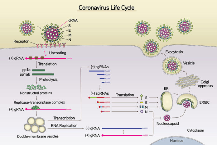 Coronavirus Genomic And Subgenomic RNA Architecture Mapped