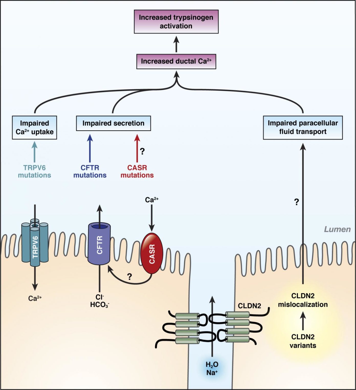 Pancreatitis Trigger Identified in Calcium Channel