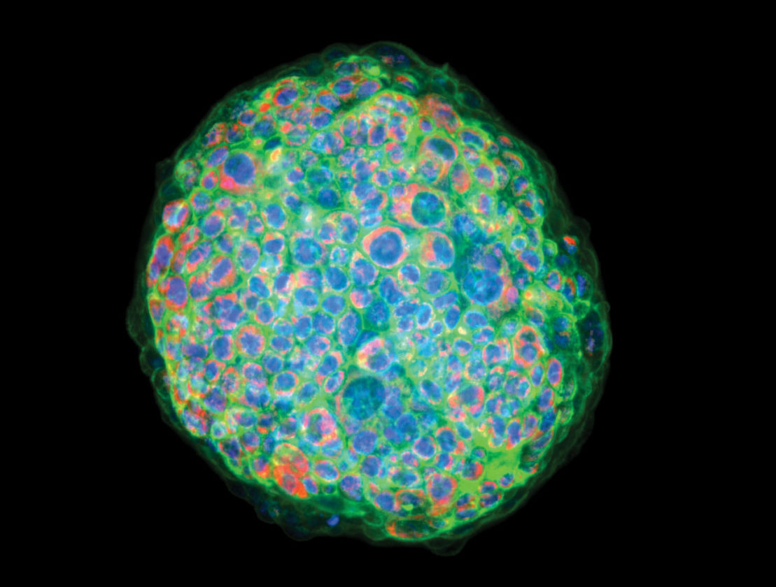 What 3D Imaging Means for Cancer Drug Discovery