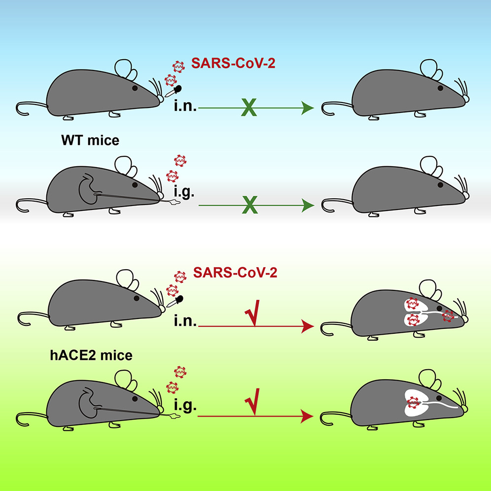 Sun et al. Нокаутная мышь. 9 Mice модель. Two Mouse или two Mice. 9mice модель.