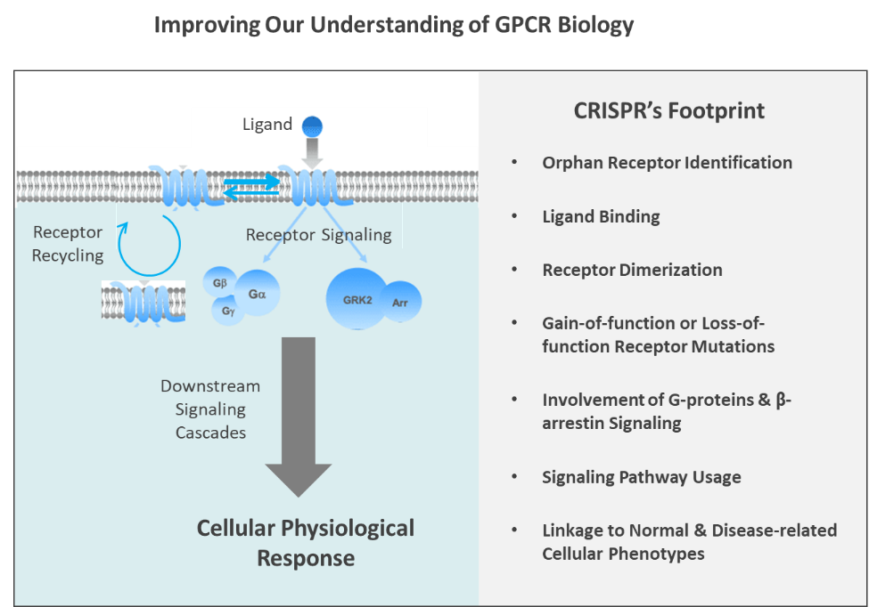 CRISPR: A New Break In The GPCR Drug Development Pipeline