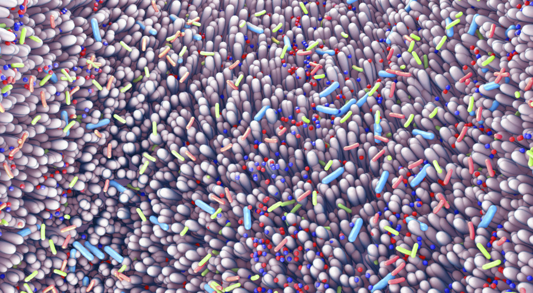 Microbiota of the human intestine, illustration