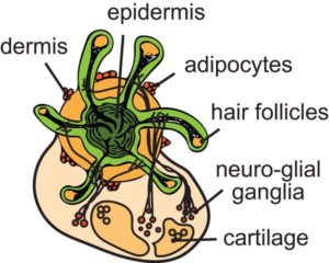 Lab-grown hair folicles