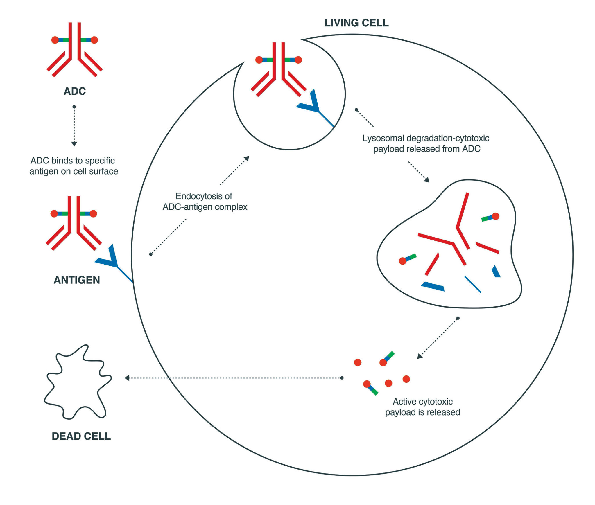 Overcoming Challenges In The Development Of Anticancer ADCs