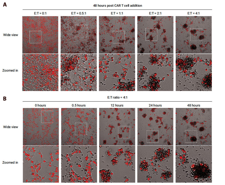 Real-Time Potency Assay for CAR T-Cell Killing of Cancer Cells