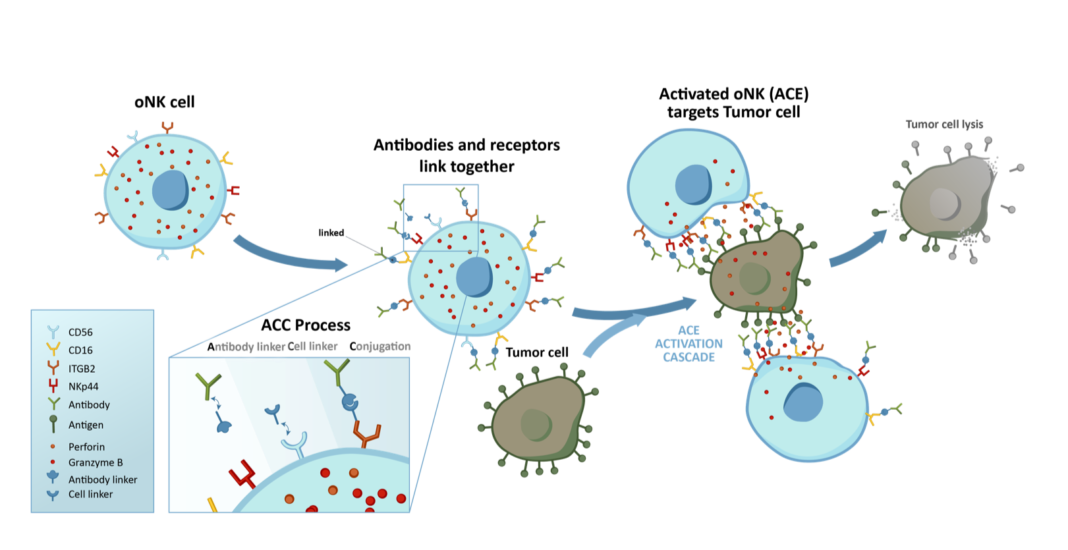 Immunotherapy Developer Acepodia Hopes to Slash Cell Therapy ...