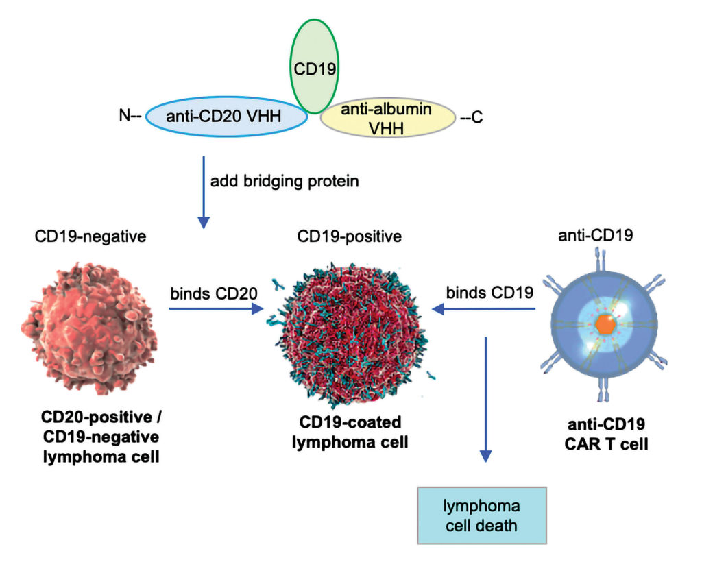 CD19-targeting CAR T cells