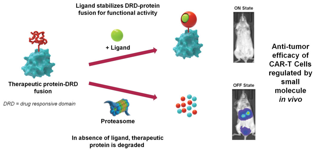 CAR T-Cell Optimization Starts in Production, Extends to Therapy