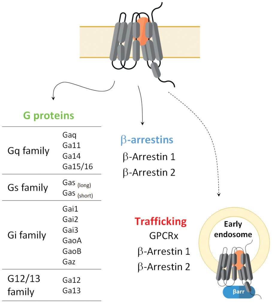 In-Depth GPCR Signaling Characterization For Improved Drug Discovery