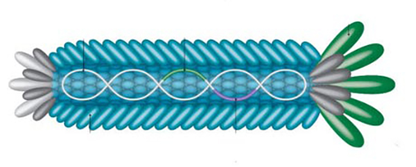 Harnessing the Power of In Vitro Antibody Selection from Libraries