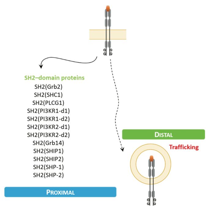 Gaining New Insight on Receptor Tyrosine Kinase Signaling and Pharmacology