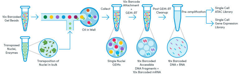 Single Cell Multiomics: Simultaneous Epigenetic and Transcriptional ...